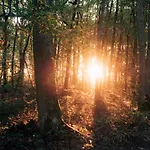 Youza Dans Les Arbres *