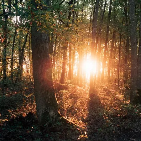 Youza Dans Les Arbres *