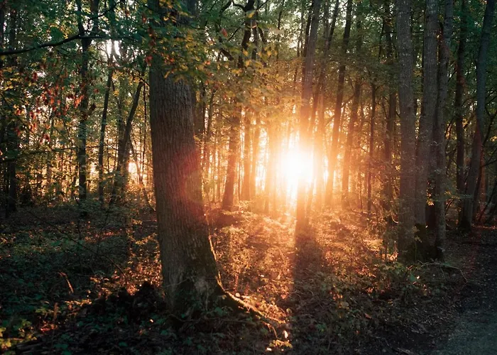Youza Dans Les Arbres *