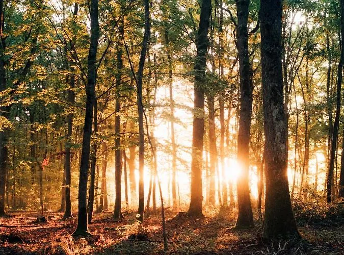 Youza Dans Les Arbres Campsite *