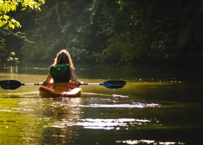 Youza Dans Les Arbres *