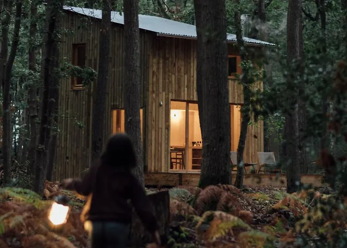 Youza Dans Les Arbres *