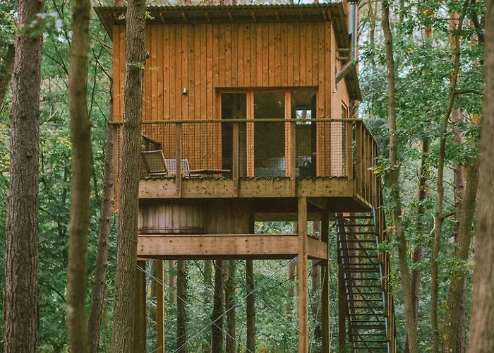 Youza Dans Les Arbres *