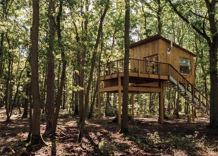 Youza Dans Les Arbres